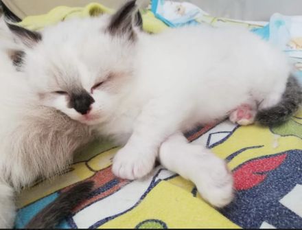 Zuckersüße typvolle Ragdoll Kitten