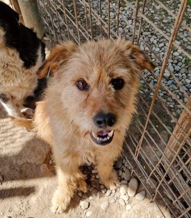 LINDI  ca. 5-jährige, goldfarbene Drahthaar-Hündin, ca. 49 cm, hat eine ruhige, sanfte Art