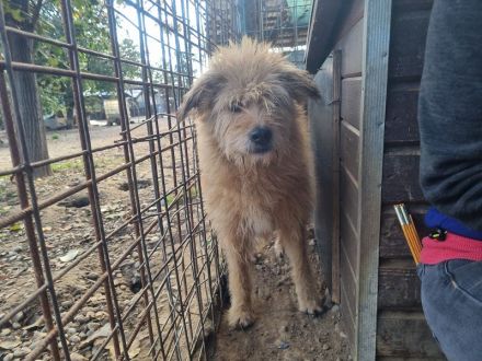 LINDI  ca. 5-jährige, goldfarbene Drahthaar-Hündin, ca. 49 cm, hat eine ruhige, sanfte Art