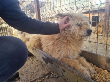 LINDI  ca. 5-jährige, goldfarbene Drahthaar-Hündin, ca. 49 cm, hat eine ruhige, sanfte Art