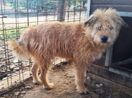 LINDI  ca. 5-jährige, goldfarbene Drahthaar-Hündin, ca. 49 cm, hat eine ruhige, sanfte Art