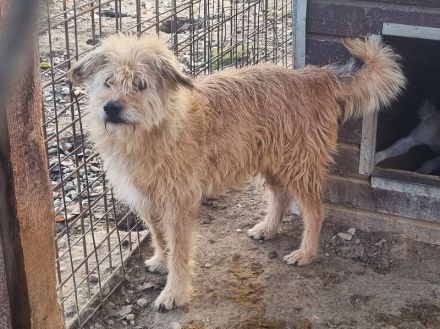 LINDI  ca. 5-jährige, goldfarbene Drahthaar-Hündin, ca. 49 cm, hat eine ruhige, sanfte Art