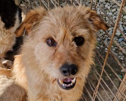 LINDI  ca. 5-jährige, goldfarbene Drahthaar-Hündin, ca. 49 cm, hat eine ruhige, sanfte Art