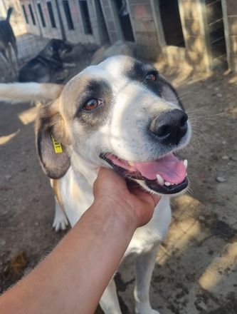 KATJA  ca. 3-jährige, wunderschöne, fröhliche Hündin, ca. 49 cm, hat ein freundliches Wesen