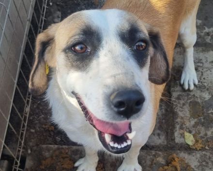 KATJA  ca. 3-jährige, wunderschöne, fröhliche Hündin, ca. 49 cm, hat ein freundliches Wesen