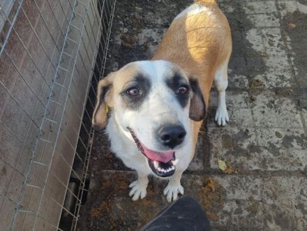 KATJA  ca. 3-jährige, wunderschöne, fröhliche Hündin, ca. 49 cm, hat ein freundliches Wesen