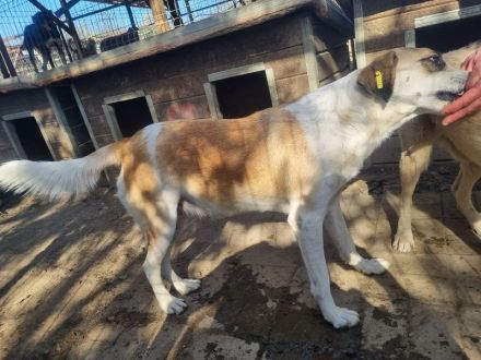 KATJA  ca. 3-jährige, wunderschöne, fröhliche Hündin, ca. 49 cm, hat ein freundliches Wesen