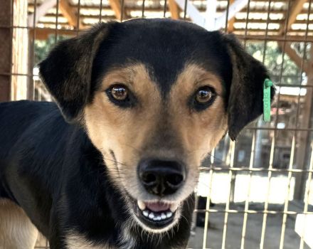 RIBANA ca. 1 1/2-jährige, quirlige Hündin, ca. 50 cm, eine wahre Frohnatur auf vier Beinen