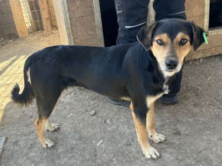 RIBANA ca. 1 1/2-jährige, quirlige Hündin, ca. 50 cm, eine wahre Frohnatur auf vier Beinen