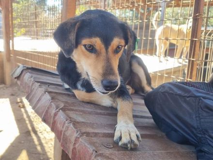 RIBANA ca. 1 1/2-jährige, quirlige Hündin, ca. 50 cm, eine wahre Frohnatur auf vier Beinen