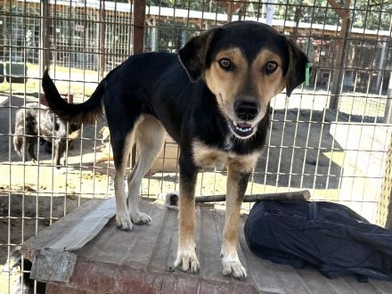 RIBANA ca. 1 1/2-jährige, quirlige Hündin, ca. 50 cm, eine wahre Frohnatur auf vier Beinen