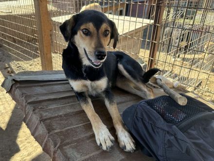 RIBANA ca. 1 1/2-jährige, quirlige Hündin, ca. 50 cm, eine wahre Frohnatur auf vier Beinen