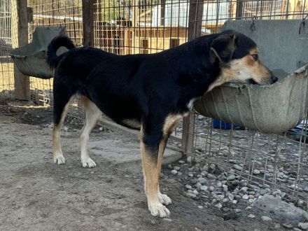 RIBANA ca. 1 1/2-jährige, quirlige Hündin, ca. 50 cm, eine wahre Frohnatur auf vier Beinen