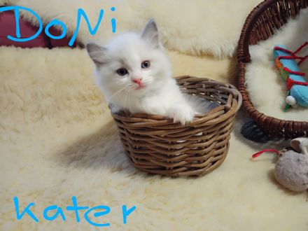 Ragdolls kitten mit Stammbaum vom Sonnentanz