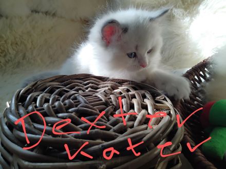 Ragdolls kitten mit Stammbaum vom Sonnentanz