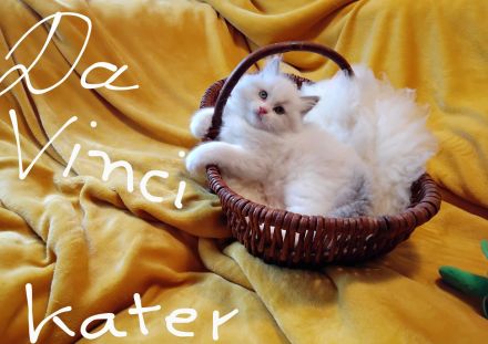 Ragdolls kitten mit Stammbaum vom Sonnentanz