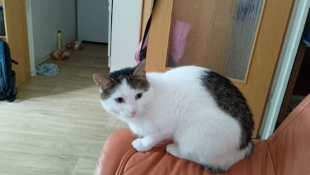 Habe ein Kater zu verschenken
