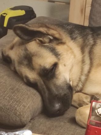 Biete einen Hund Mischling Rüde