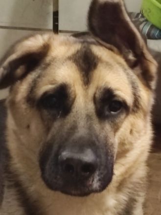 Biete einen Hund Mischling Rüde