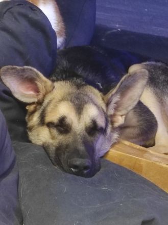 Biete einen Hund Mischling Rüde