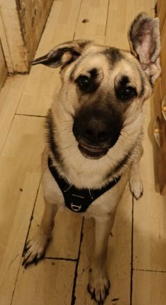 Biete einen Hund Mischling Rüde