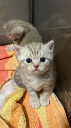 Bkh kitten baby abzugeben