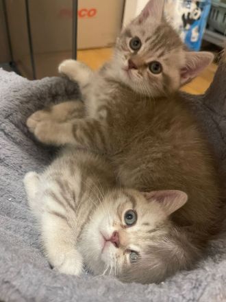 Bkh kitten baby abzugeben