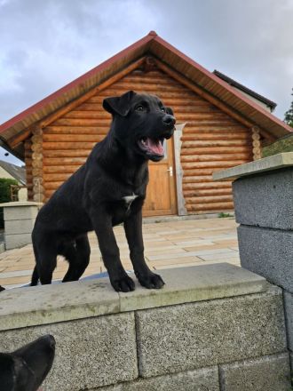 Zauberhafte Hundewelpen (Idealer Mix) suchen ein liebevolles Zuhause!