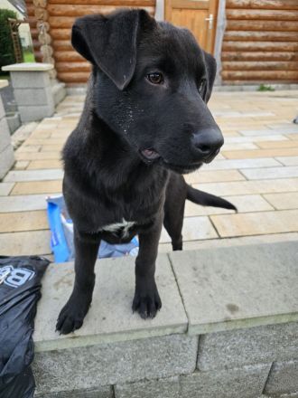 Zauberhafte Hundewelpen (Idealer Mix) suchen ein liebevolles Zuhause!