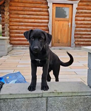 Zauberhafte Hundewelpen (Idealer Mix) suchen ein liebevolles Zuhause!