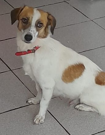 Majvi, geb. ca. 05/2022, lebt auf einer Pflegestelle in 53947 Nettersheim