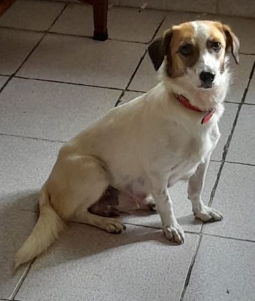 Majvi, geb. ca. 05/2022, lebt auf einer Pflegestelle in 53947 Nettersheim