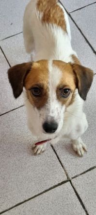 Majvi, geb. ca. 05/2022, lebt auf einer Pflegestelle in 53947 Nettersheim