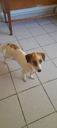 Majvi, geb. ca. 05/2022, lebt auf einer Pflegestelle in 53947 Nettersheim