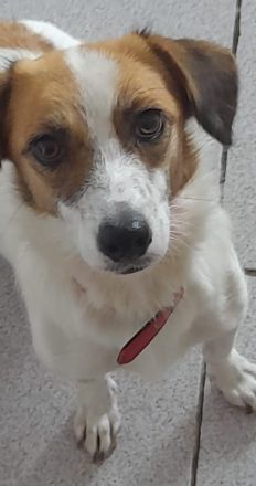 Majvi, geb. ca. 05/2022, lebt auf einer Pflegestelle in 53947 Nettersheim