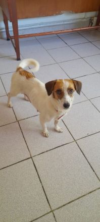 Majvi, geb. ca. 05/2022, lebt auf einer Pflegestelle in 53947 Nettersheim