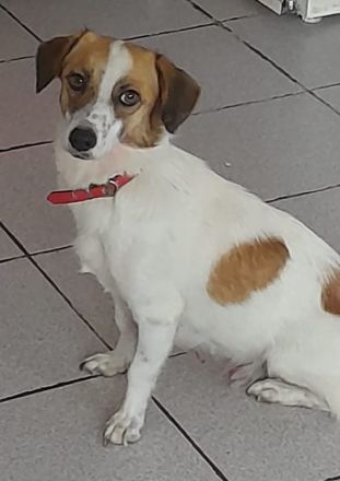 Majvi, geb. ca. 05/2022, lebt auf einer Pflegestelle in 53947 Nettersheim