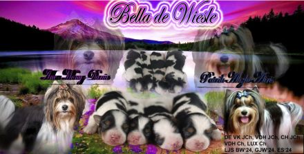 Biewer Yorkshire Terrier Welpen FCI