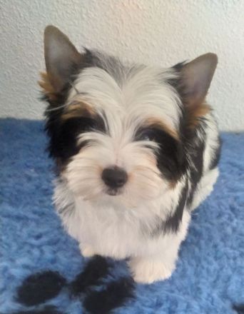 Biewer Yorkshire Terrier Welpen FCI