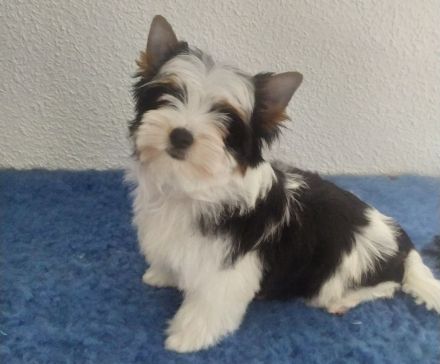 Biewer Yorkshire Terrier Welpen FCI