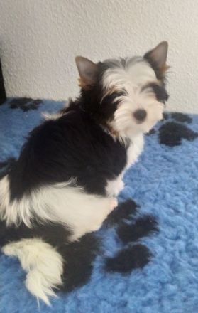 Biewer Yorkshire Terrier Welpen FCI
