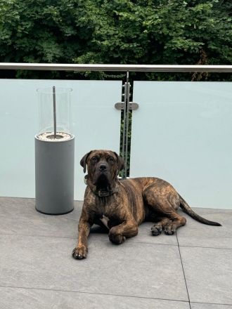 Amon sucht ein neues zu Haue