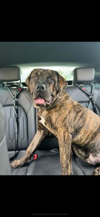 Amon sucht ein neues zu Haue