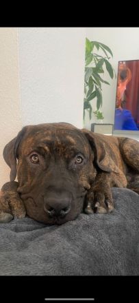 Amon sucht ein neues zu Haue