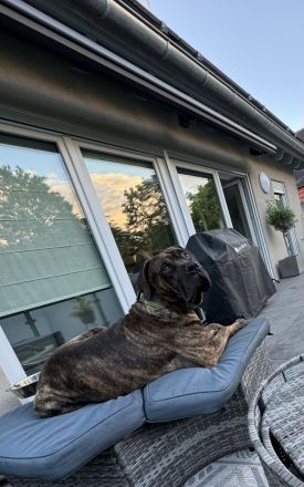 Amon sucht ein neues zu Haue