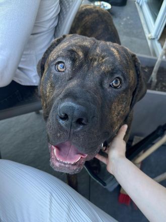 Amon sucht ein neues zu Haue