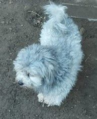 Bolonka Zwetna Rüde mit ZTP