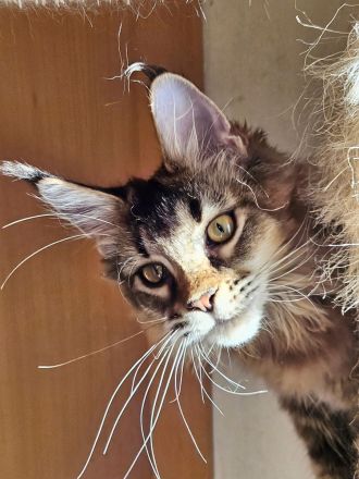 Reinrassiges Maine Coon Mädchen