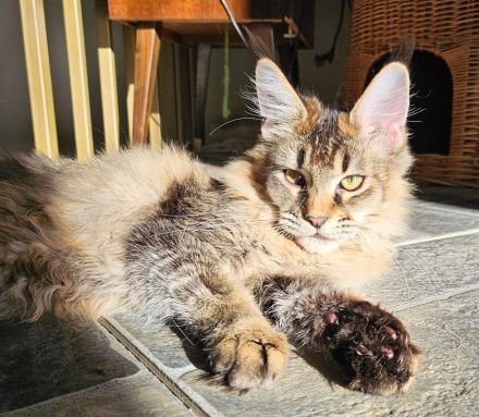 Reinrassiges Maine Coon Mädchen