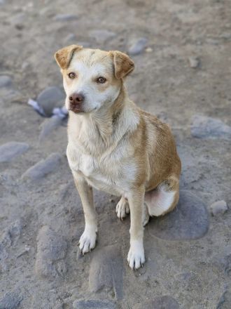 Jaro, ein kleiner schüchterner Kerl sucht liebe Adoptanten